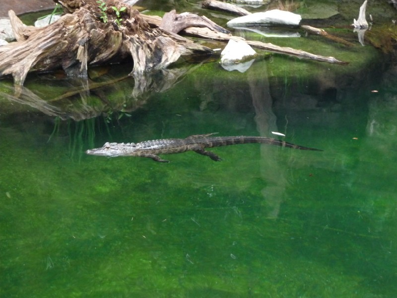 Swimming Alligator.JPG